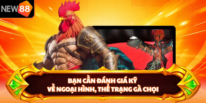 Bạn cần đánh giá kỹ về ngoại hình, thể trạng gà chọi