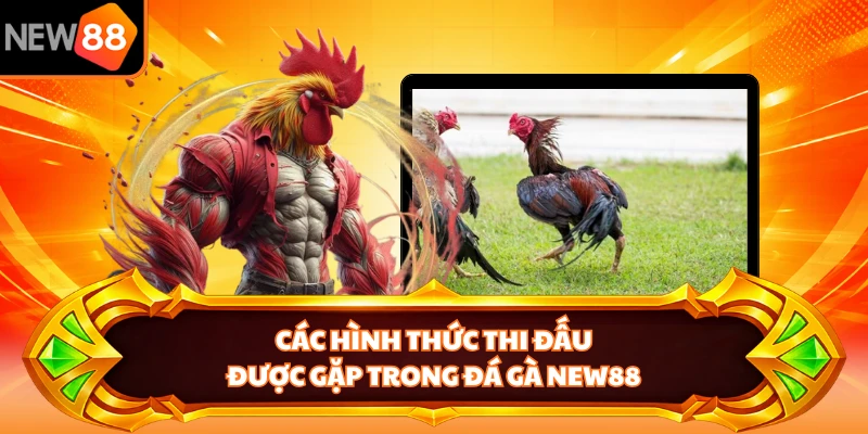 Các hình thức thi đấu được gặp trong đá gà NEW88