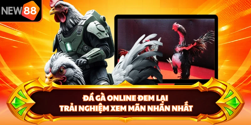 Đá gà online đem lại trải nghiệm xem mãn nhãn nhất